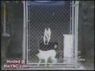 Bêtisier animaux chiens