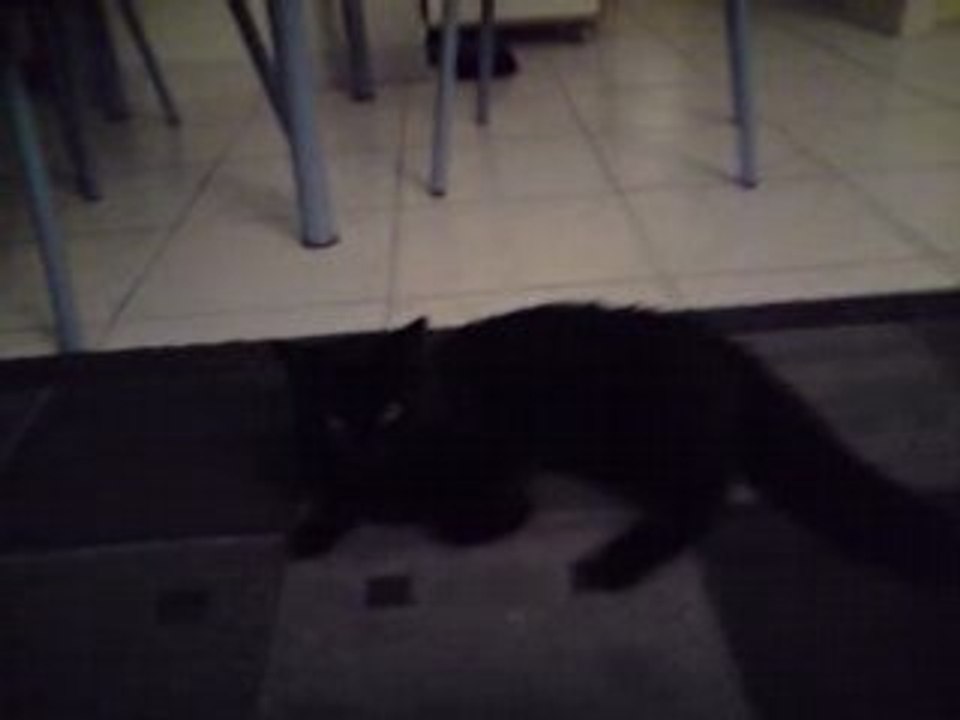 peluche 2