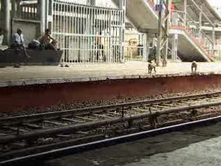 Les singes prennent le train