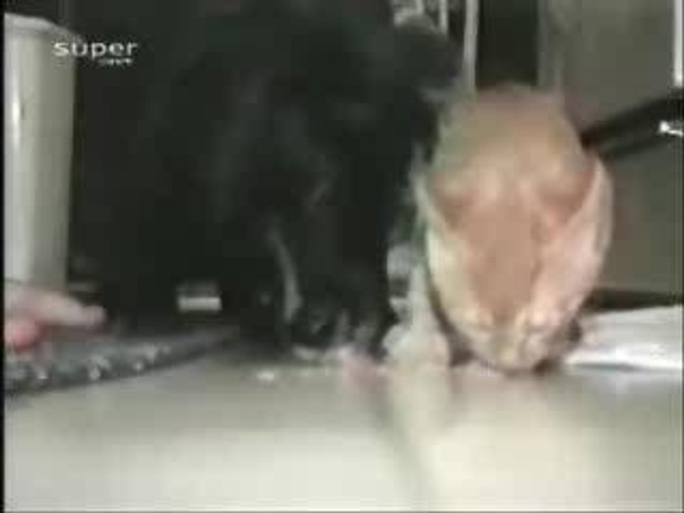 chat et chien