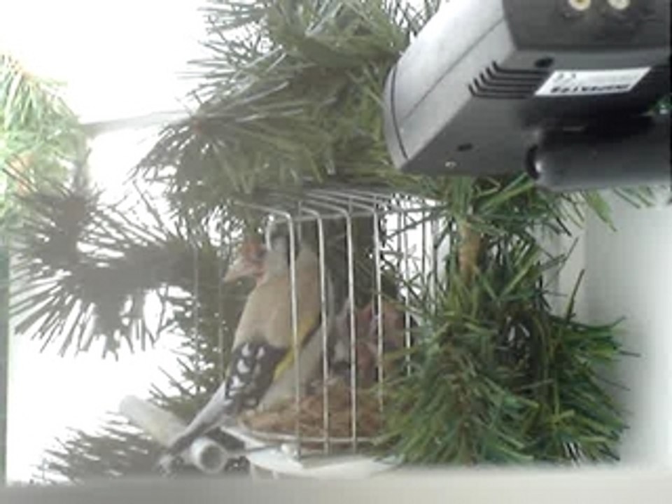 femelle chardonneret avec 5 jeunes au nid