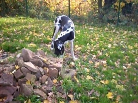 Video Baya Coca et Nagor 00007