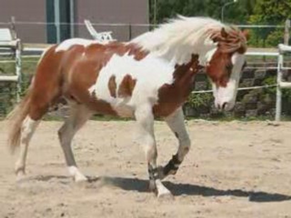 Apache