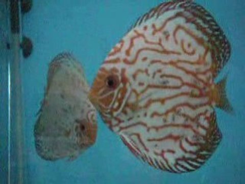 Panda & white pigeon