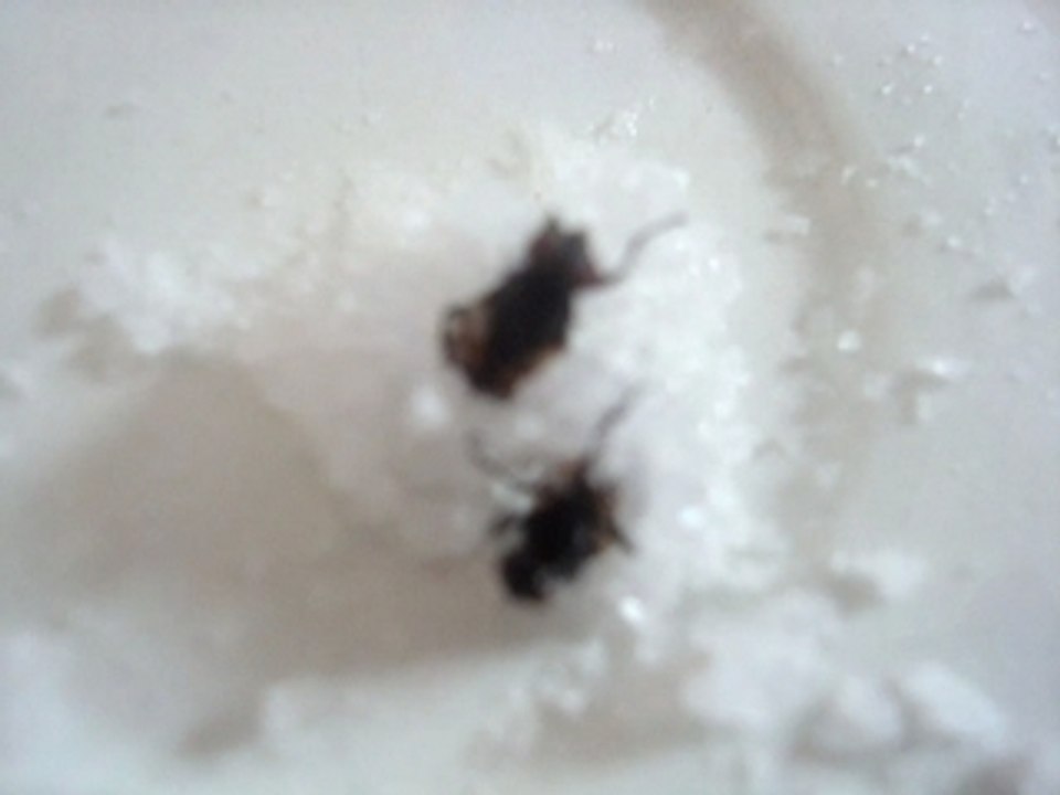 La mouche immortelle !