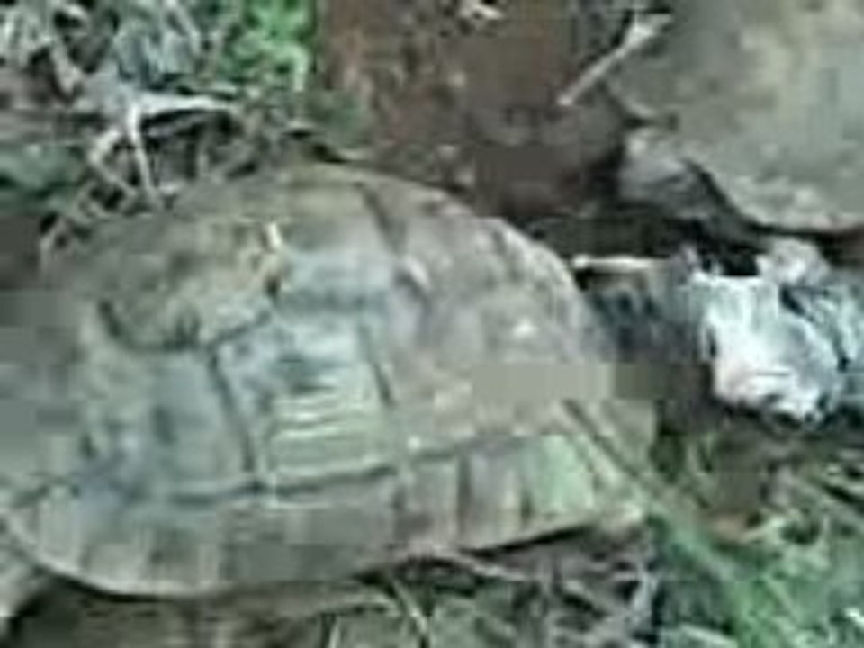 Tortues