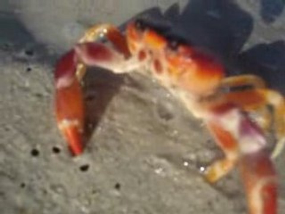 Crabe Coco