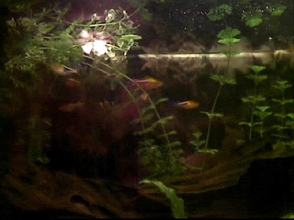 mon aquarium