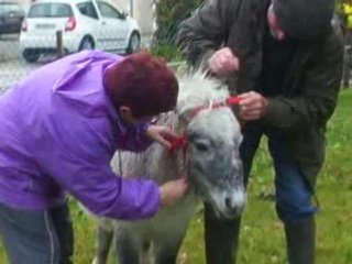 PROMENADE ROMEO  et son Serre tête