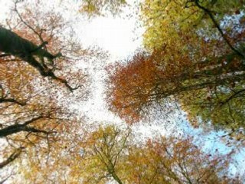 Feuilles d'automne en forêt d'Huelgoat (Finistère)