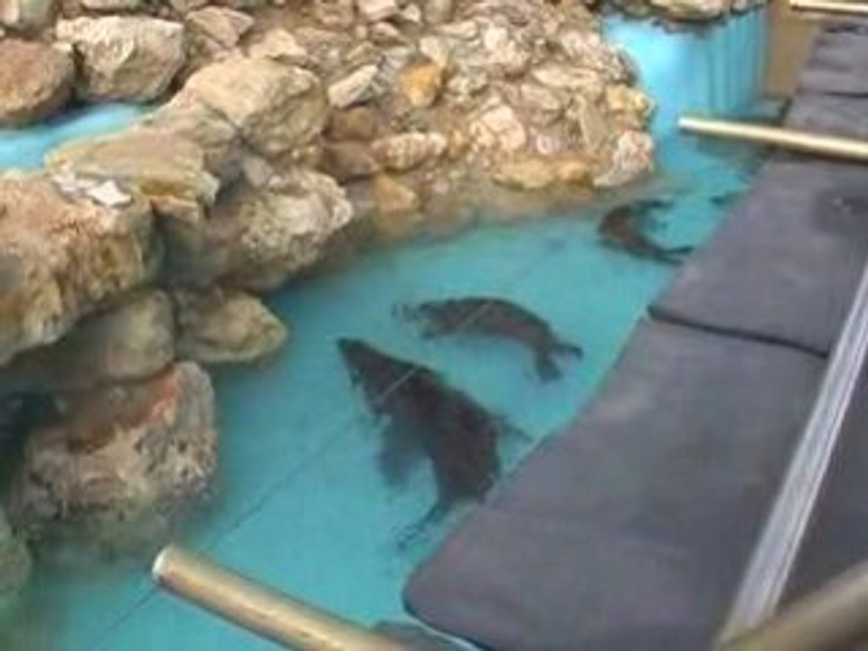 Marineland 1