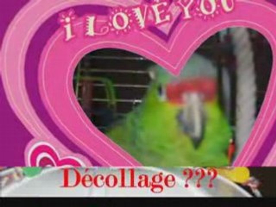 montage reebook le perroquet