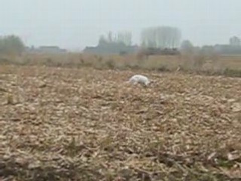 setter anglais en action de chasse