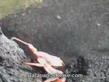 Video Galapagos Islands Cruise
