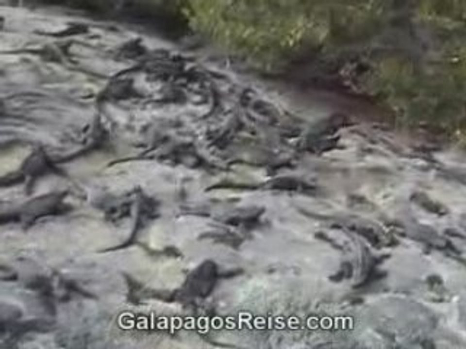 Video The Galapagos Islands - Part 2