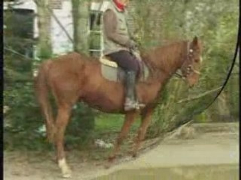 Sire