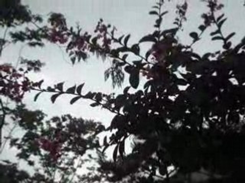 MOV00626