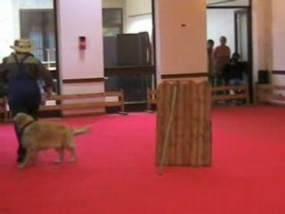 Chien6-passage2-[obe-remoulins-25-10-08]