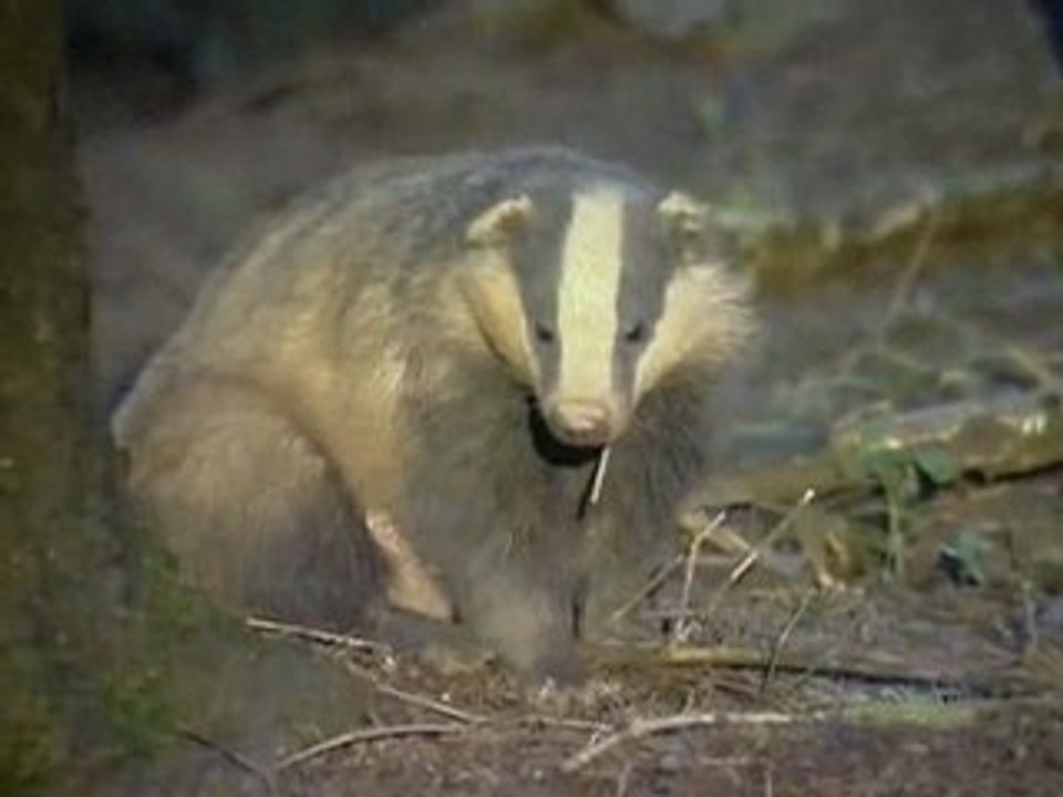 le Renard, l'Hermine et le blaireau