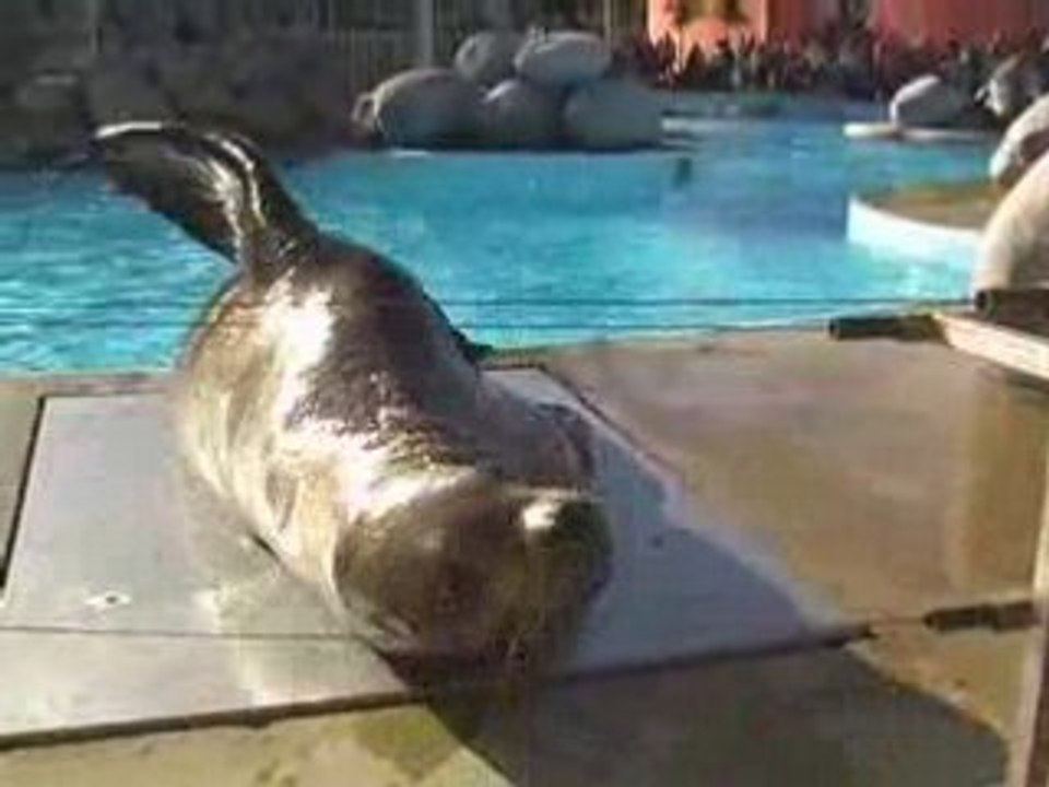 Les otaries