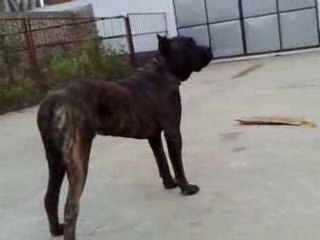 Cane Corso Maximus 11 months