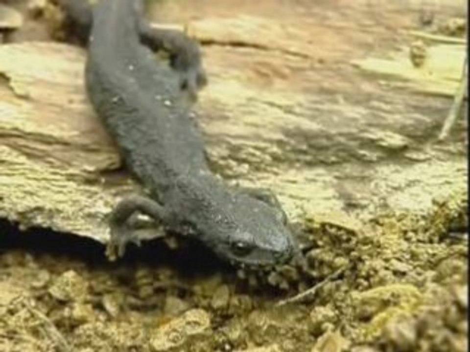 Le triton et la salamandre