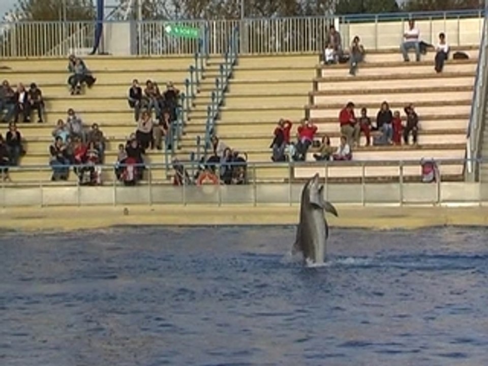 Les dauphins 1