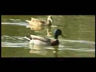 La Grande Course des Canards