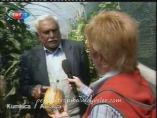 Pepino Meyvesi TRT Gezelim Programı