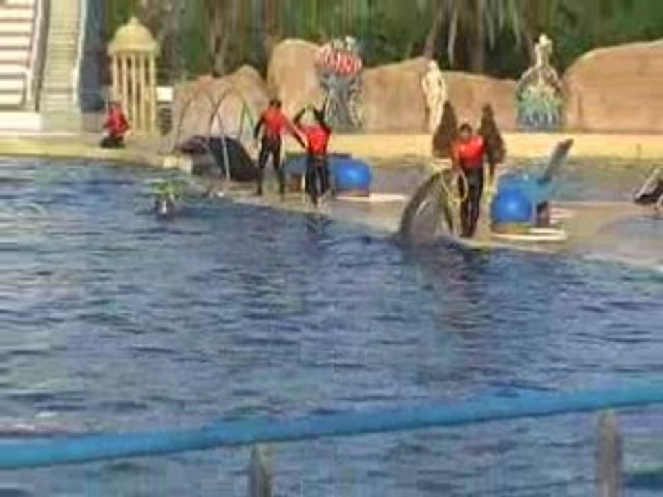 Les dauphins 3