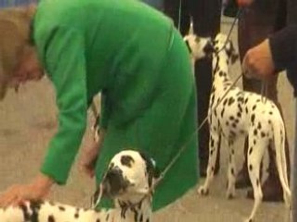 Castres 9 11 2008 expo