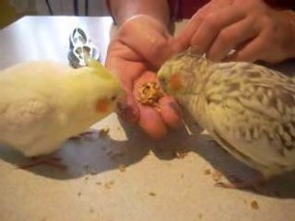 dolly et bouba