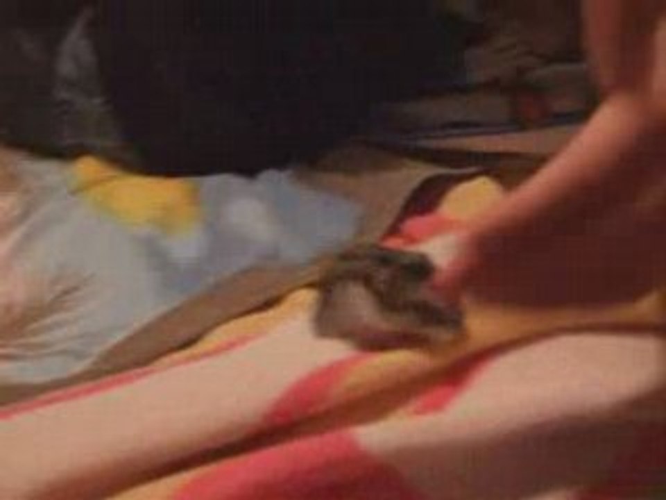Rototo en sortie sur le lit