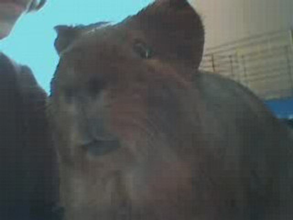 henry le cochon d'inde