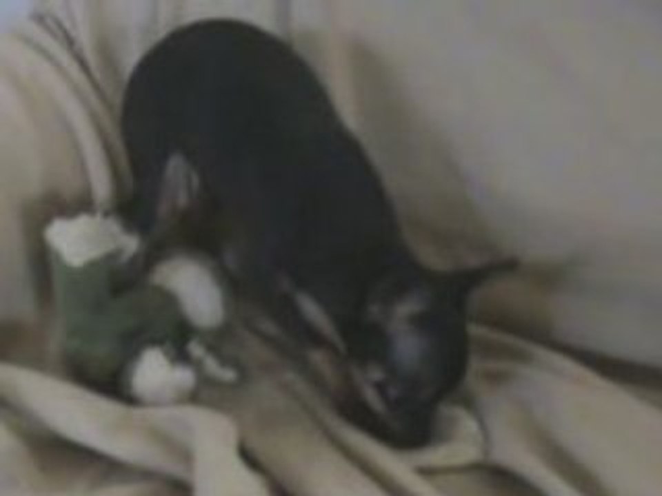 kira sur le divan