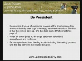 Consistency and Persistence: Tools In Jack Russell Training