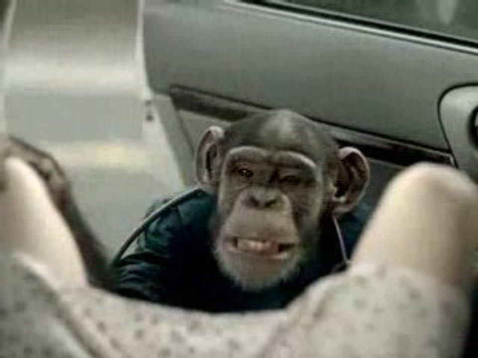 PUB - Suburban - Trunk Monkey °5