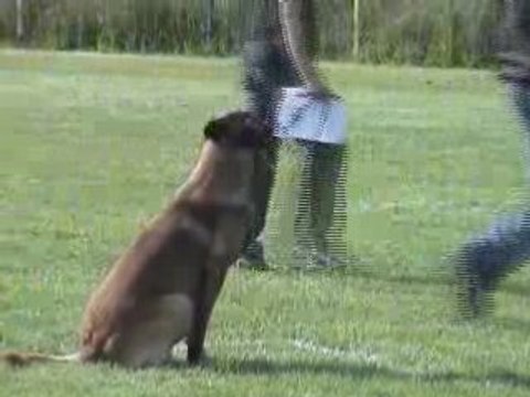 Bakari ring 2 cucvo (partie 1)