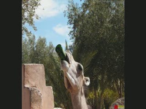 Amarg Fusion 10- Aswingem 2008