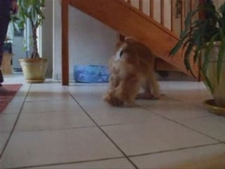 betty exercice au clicker