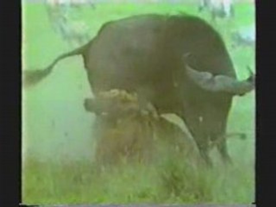 LION VS BUFFLE