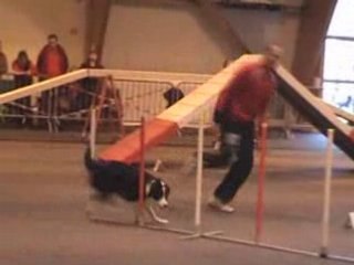 Agility (Open et G.P.F. St Avold nov.2008)