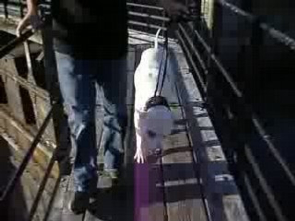 Trakken, dogue argentin, sur une passerelle
