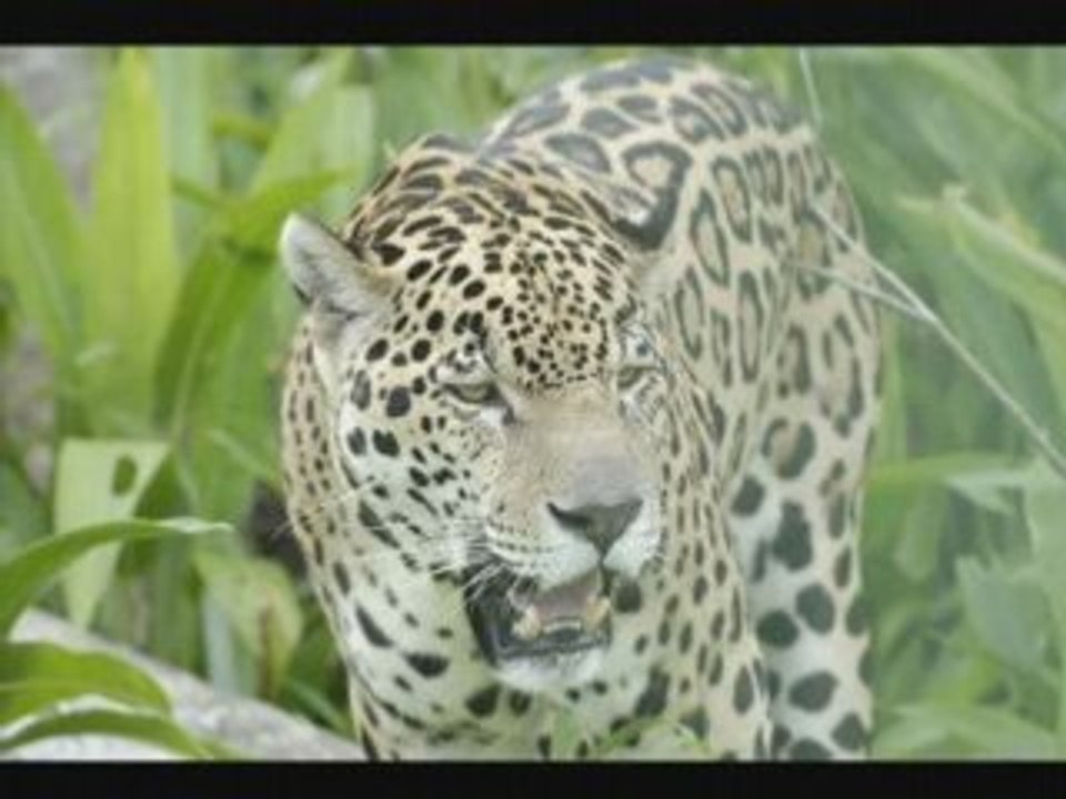 Jaguar en Guyane