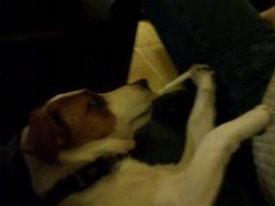 Beuz Chien jack russel