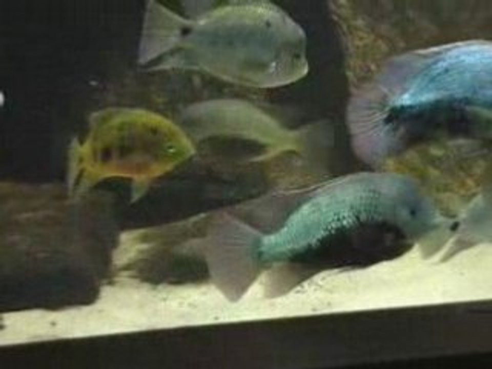 Mon bac 5000 litres Cichlidés d'Amérique centrale