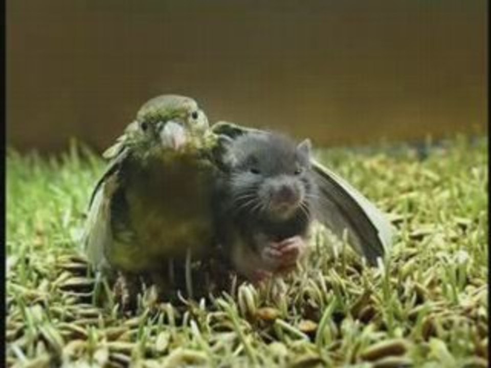 Dont  worry be happy