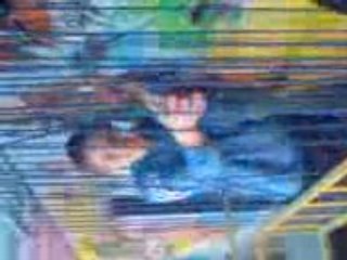 Délire au palais du rire !