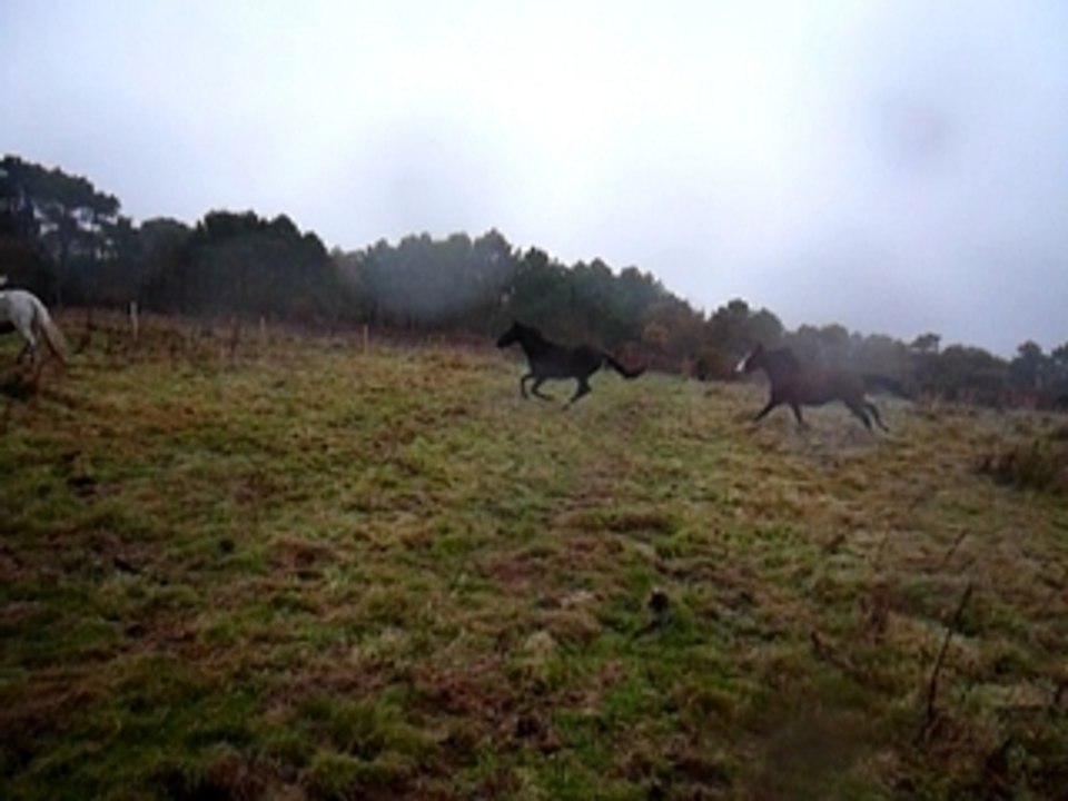 ti galop