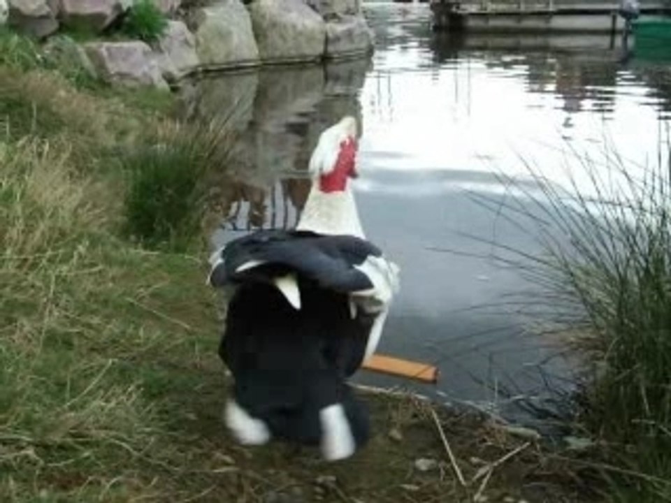 Un canard qui a du rythme...